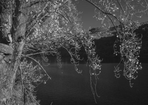 A poplar near Douro river