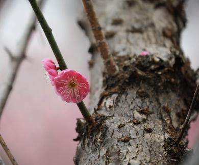 Red Plum Praise 29