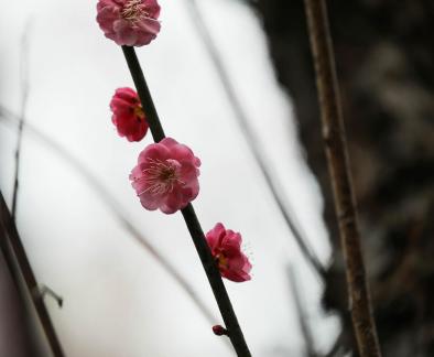 Red Plum Praise 30