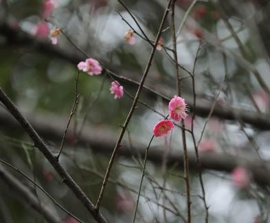 Red Plum Praise 31