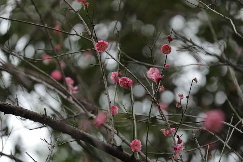 Red Plum Praise 32