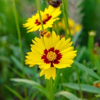 Rural wildflowers 1