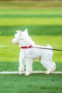 Pets on the grass 8