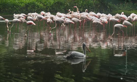 Pelican and flamingos