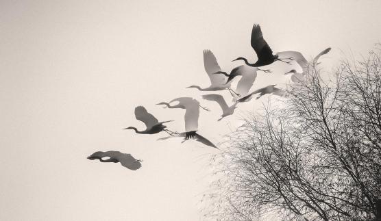 Flying egrets