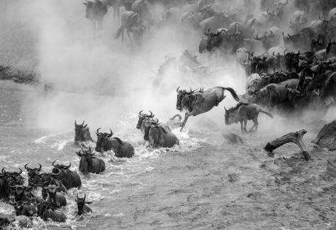 Wildebeest migration16