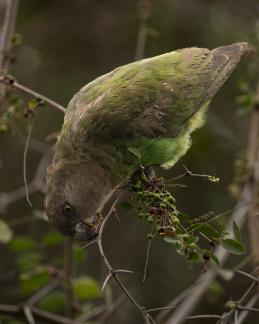 Brown-Headed Parrot Berry Face