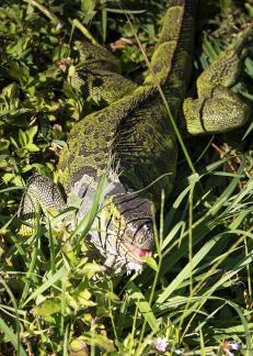 Florida Green Iguana in Grass