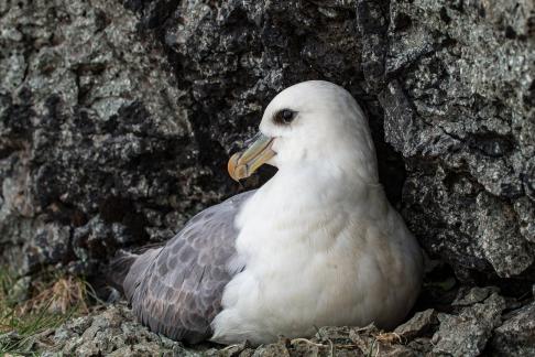 Fulmar at the Nest