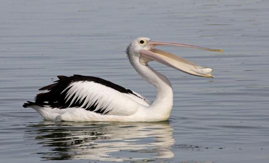 Pelican and Fish 002