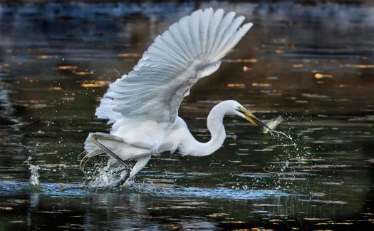 Great Egret and Fish 101