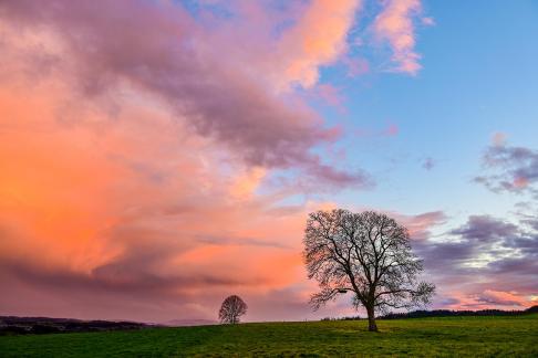 Trees with red clouds