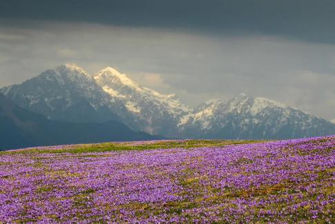 Saffron meadow before Storm