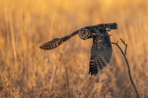 Long eared owl taking off