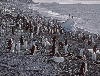 Chinstrap penguins at Baily Head