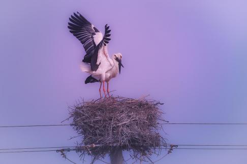 Spring of the Oriental White Stork