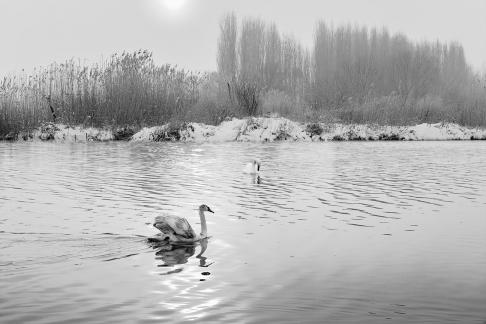 Sunset swan Lake