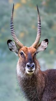 Afrcan antelope