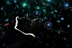 Snakeseamark