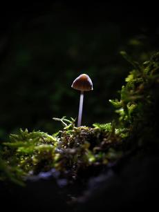 mantarenature