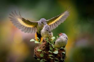 feeding 2