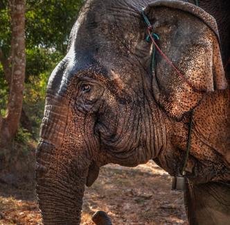 Elephant