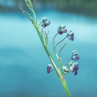 The flowers by the lake