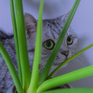 Daily life of cats 2