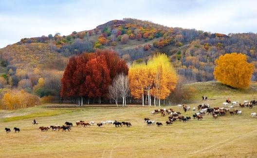 Autumn scenery on Bashang