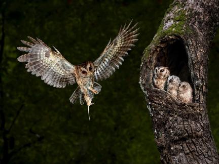 Brown bird 7
