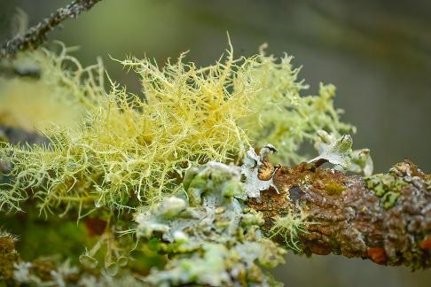 Dodder