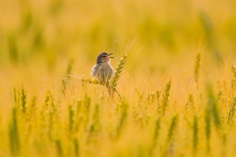 Wheat Reverie