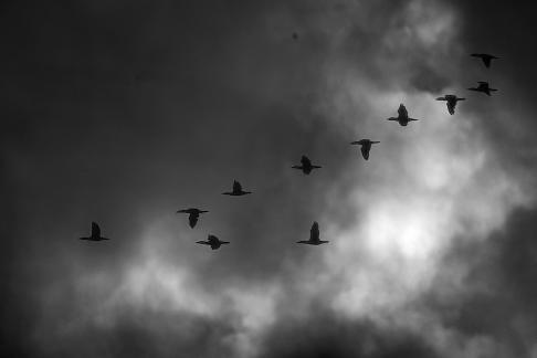 Fight the Sky