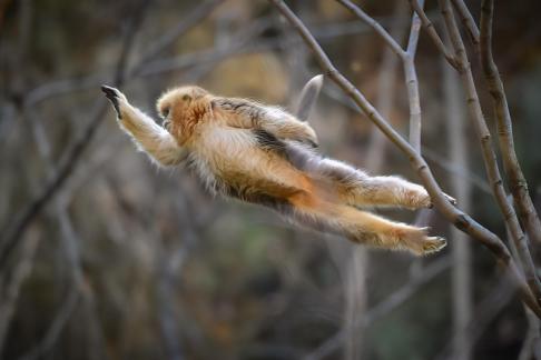 leap 3