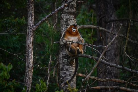 The King of the Forest