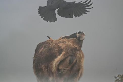 symbiosis 2