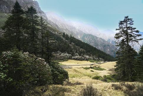 Alpine Meadow