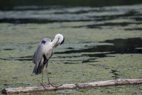 A Heron 3
