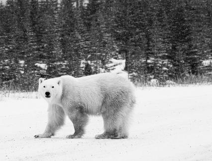 White bear53