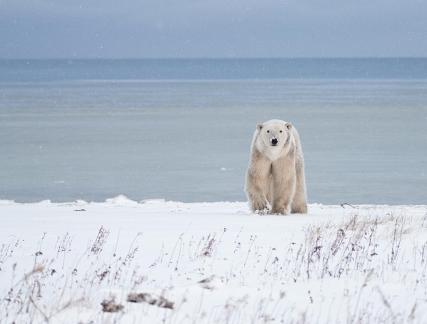 Artic predator45