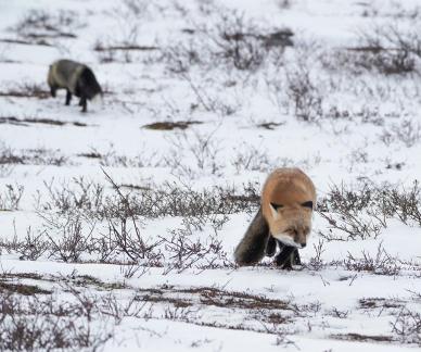 Foxes22