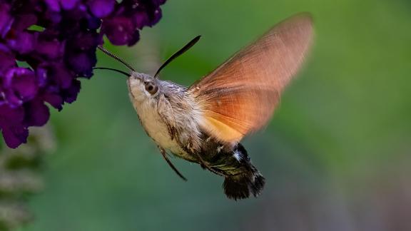 Macroglosum stellatarum 6803