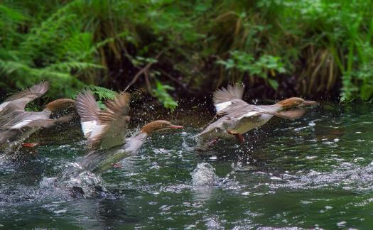 Merganser Flight