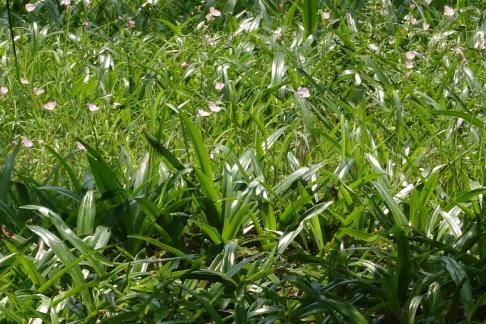 A patch of green grass