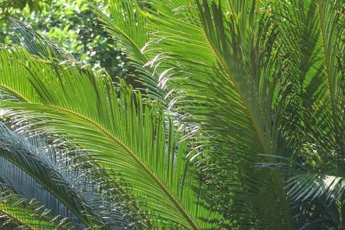 Natural Poetry Frame 2