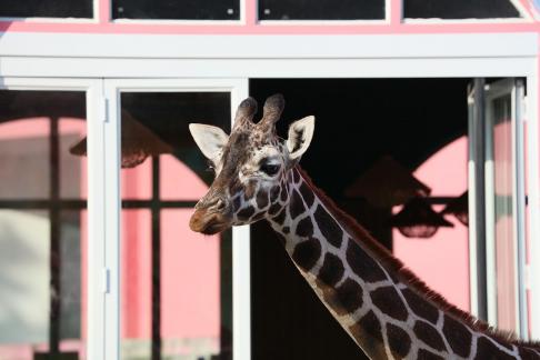 Giraffe in front of the window 2