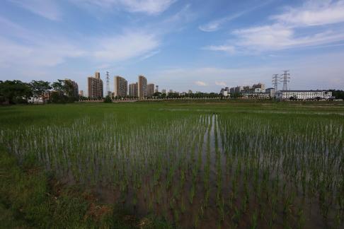 Qingqing rice seedlings 1