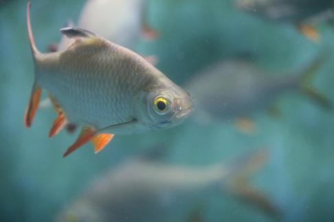 Thai crucian carp 21