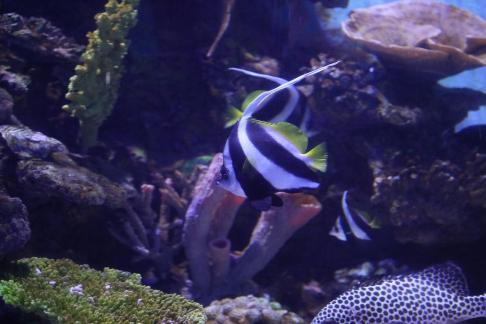 moorish idol 4