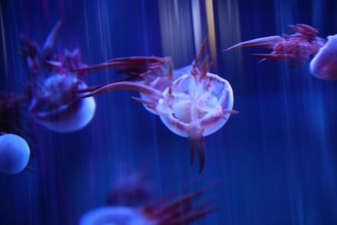 jellyfish 29